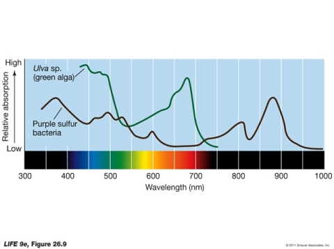 Examining the spectroscopy data shown below, what can you conclude about the different types of chlorophyll found in purple sulfur bacteria and green alga?