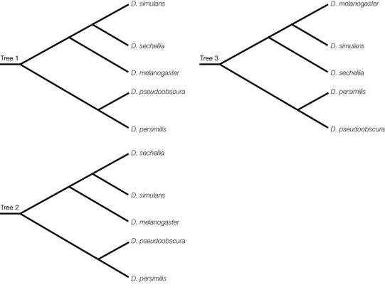 According to the diagram below, which of the three phylogenetic trees of the Drosophila species is different from the other two?