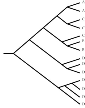 Use the following to answer questions : Refer to the diagram below. -Which of the taxa in the diagram are monophyletic?