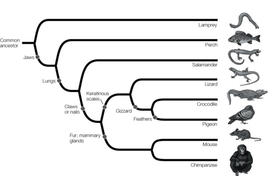 Use the following to answer questions : Refer to the diagram below of a phylogenetic tree. -Which of the following constitute a monophyletic group?