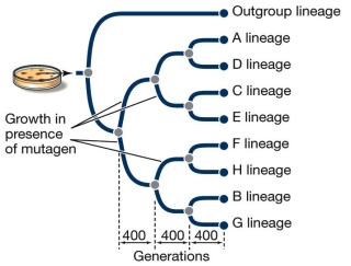 The phylogenetic tree shown in below is based on  