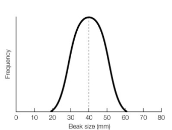 Use the following to answer questions: Refer to the graph below, showing beak size for a population of a species of Darwin's finches. -Draw a graph showing what the resulting population would look like after a generation of strong disruptive selection.
