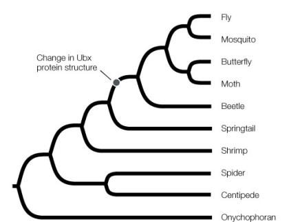<strong>Use the following to answer questions : The diagram below shows the phylogeny of arthropods. Which arthropod would likely have a Ubx gene that is most similar to that of a beetle?</strong> A) A centipede B) A spider C) A fly D) A shrimp E) A springtail