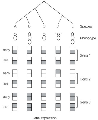 <strong>Use the following to answer questions : The diagram below shows the association of phenotype and gene expression patterns in five different species. The top portion shows the phylogeny of the five species; below the phylogeny are the phenotypes of the five species; and at the bottom are the expression patterns for three different genes (genes 1, 2, and 3) at two different time points in development (early and late), and in two different locations in the embryo (top and bottom). The phenotypes of species B and E illustrate the phenomenon of</strong> A) developmental plasticity. B) homology. C) diapause. D) parallel phenotypic evolution. E) pleiotropy.