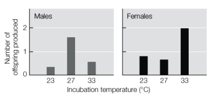<strong>The graphs below show the reproductive successes of male and female jacky dragons that had been reared at different temperatures. Based on the graph, which of the following statements is false? </strong> A) Sex determination was manipulated by the effects of hormones. B) Rearing temperature had different effects on the reproductive successes of males and females. C) At every temperature treatment, the sex with the higher reproductive success was the sex that would normally develop at that temperature. D) At the lowest temperature, females have a greater reproductive success than males do. E) All of the above are true; none is false.