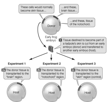 Use the following to answer questions: The diagram below shows experiments performed to determine whether the fates of cells are irrevocably determined. -If cell fate were irrevocably determined, a normal embryo (one with all the cell types in the appropriate location) would develop in