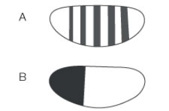 Use the following to answer questions: The diagram below shows different patterns of expression in a Drosophila embryo. -A different developmental gene shows the pattern of expression in a Drosophila embryo as shown by part B in the diagram above. Based on this information, this gene most likely belongs to the _______ class of genes.