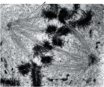Refer to the diagram below of a phase of mitosis. Which cell structure is indicated by the two leaders?