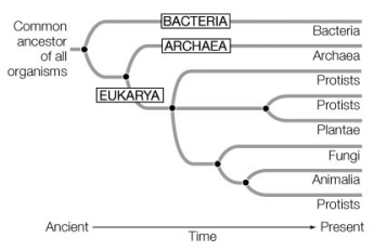 <strong>From the diagram below it can be determined that </strong> A) there are three groups of Eukarya. B) protists and bacteria have no common ancestor. C) plants and fungi have a more recent common ancestor than plants and animals do. D) plants, fungi, and animals are descendants of different microbial eukaryotic ancestors. E) Archaea is the evolutionarily ancient group.
