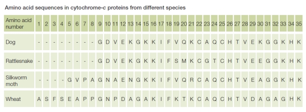 <strong>Refer to the figure below. The figure compares data from four different organisms.The data include the first 35 amino acids that make up the protein cytochrome c, which functions in cellular respiration.Each capital letter represents a different amino acid.What do these data indicate about relationships among these four organisms?</strong> A) The four organisms are unrelated because each has a unique sequence of amino acids that make up the cytochrome c protein. B) All four organisms have a common origin because the same protein is found in all four with only small differences in structure among the four. C) All four organisms have a common origin because cells in all four contain large and complex biomolecules that carry out metabolic reactions that sustain life. D) Only rattlesnake and dog have a common origin because only their cytochrome c sequences are similar. E) Only wheat is unrelated to the other three, as shown by differences in cytochrome c structures, because wheat is a plant and the others are animals.