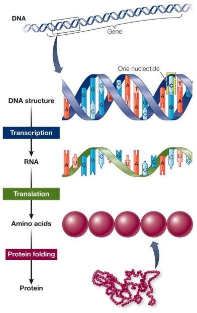 <strong>Refer to the figure below showing DNA as life's blueprint. Which statement is not supported by evidence presented in the figure?</strong> A) Genes are composed of DNA. B) Information in DNA is used to construct proteins. C) Nucleotides contain genetic information. D) DNA is composed of nucleotides. E) Proteins are composed of genes.