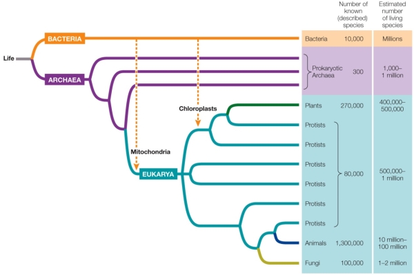 Refer to the diagram below showing the evolutionary tree of life. Which statement is supported by this diagram?