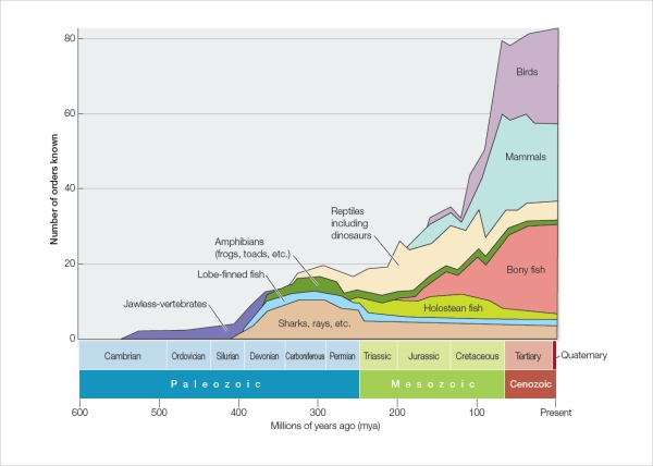 <strong>Refer to the figure below showing changes in the diversity of vertebrate life forms inhabiting Earth over its history. Which statement is accurate and also describes factors that most contributed to the trend depicted in the figure?</strong> A) The range of animal body forms increased tremendously over the history of life on Earth because cell differentiation opened up new structural possibilities. B) Over time, animals have experienced increasing survival rates because evolution moves in the direction of improving on past forms. C) Simple vertebrates slowly evolved into more complex vertebrates, because the more complex forms are more highly evolved. D) Biologists are less able to document the variety of life forms that inhabited Earth the farther back in time they search for clues. E) The environment on Earth has changed: it was least hospitable to life in its earliest stages but has grown more and more hospitable to life over its long history.