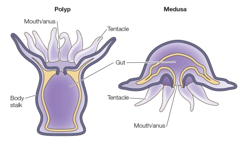 <strong>Refer to the figure below. The Cnidaria are simple marine animals that have either of the two basic body plans shown in the figure.You may be familiar with sea anemones, which have the body plan shown on the left, and you are likely familiar with jellyfish, which have the body plan shown on the right.What feature shared by both of these cnidarians could have been important in providing the conditions that enabled the rise of multicellularity on Earth?</strong> A) Marine habitat B) Tentacles C) Shared mouth and anus D) Separate internal and external layers E) Symmetrical body shape