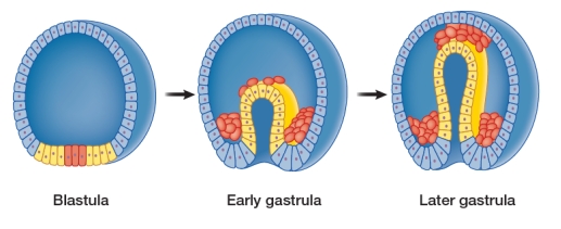Refer to the figure below. The figure shows early steps in the embryonic development of a simple vertebrate animal.Each figure represents a cross-sectional view of a developing embryo.The blastula can be described as a ball of cells.These cells formed from a fertilized egg that underwent several rounds of cell division.The blastula then undergoes invagination to form the gastrula as shown in the diagram.During invagination, some cells are pushed up into the center of the ball, creating a cell-lined pocket on the inside of the gastrula.This pocket later becomes the digestive tract of the developing animal.All vertebrate animals follow this pattern of development.Analyze the diagram to explain why the process of gastrulation provides the opportunity for the evolution of cell specialization and multicellularity in animals.