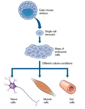 Refer to the figure below showing the steps carried out in a laboratory using cells obtained from a mouse embryo. What statement is true based on the experiment depicted in the figure?