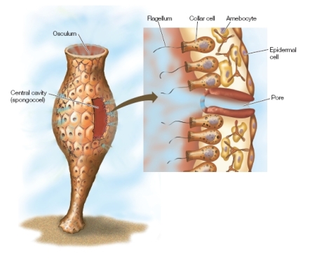 Refer to the figure below. The figure shows a simple sponge that lives attached to the ocean floor.The sponge consists of an outer layer of epidermal cells, an inner layer of collar cells and amebocytes, and pore cells that allow water to move from the outside to the inside.The water is propelled by the beating of flagella attached to the collar cells on the inside cavity.Collar cells trap food particles that are digested by the amebocytes.A student claims that a simple sponge could be a model organism used to study how multicellular organisms evolved.Which statement best evaluates this student's claim?