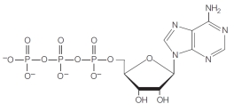 <strong>Which is an example of a nucleotide?</strong> A) B) C) D) E)