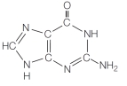 <strong>Which is an example of a nucleotide?</strong> A) B) C) D) E)