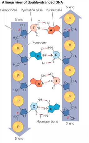 <strong>Refer to the figure below showing two strands of DNA. How many hydrogen bonds would there be in a DNA sequence of ten base pairs in which there are five A-T and five C-G pairs?</strong> A) 5 B) 10 C) 15 D) 25 E) 18