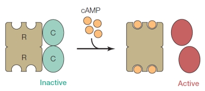 <strong>Refer to the figure below diagramming a protein composed of two R subunits and two C subunits.The R subunits are identical and the C subunits are identical, but R and C differ from each other. The figure depicts a nucleotide performing a function.How can this function be described?</strong> A) Information storage B) Information transfer C) Energy metabolism D) Biological activity regulation E) Electron transfer