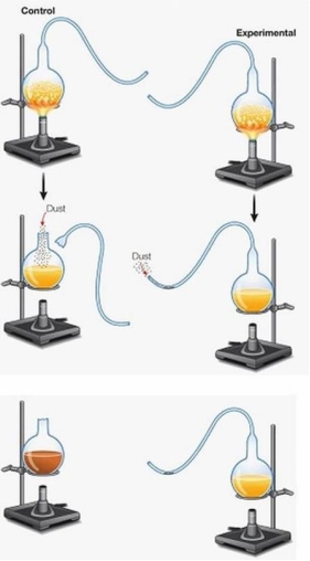 <strong>Refer to the figure below illustrating Louis Pasteur's experiment on spontaneous generation. The experiment supports which hypothesis?</strong> A) Amino acids are the building blocks of life. B) Some forms of life can arise by spontaneous generation. C) Oxygen is needed for life. D) Life comes from decaying matter. E) Life comes from preexisting life.