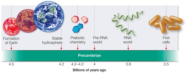 <strong>Refer to the figure below showing a simplified time line of the origin of life. Which event could have occurred before the evolution of RNA?</strong> A) Formation of DNA B) Evolution of cells C) Prebiotic synthesis of amino acids D) Development of ribozymes E) Rise of protocells