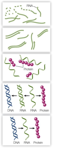 <strong>Refer to the figure below illustrating the RNA world hypothesis. Which statement about this hypothetical evolutionary model is true?</strong> A) It supports the hypothesis that proteins appeared on Earth before nucleic acids. B) It would be impossible in reality, since RNA is synthesized from DNA. C) It would require prebiotic synthesis of fatty acids. D) It is consistent with the activity of modern retroviruses that synthesize DNA. E) It is inconsistent with the hypothesis that nucleic acids were the first catalysts.