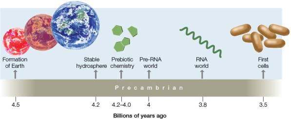 Refer to the figure below showing a simplified time line of the origin of life. Which event could have occurred between the existence of the RNA world and the evolution of the first cells?