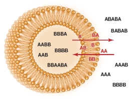Refer to the figure below. Which written description is appropriately matched to the figure?