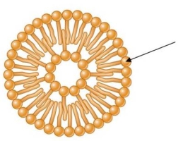 Refer to the figure below, showing how fatty acids self-assemble to form a bilayer membrane in water. The arrow indicates the polar head of a(n) fatty acid, which is _______, a term meaning water-loving.This portion of the fatty acid interacts with water molecules.