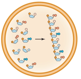 Refer to the figure below showing a protocell. Identify the process depicted inside the protocell, and explain why its rate would be enhanced inside the protocell compared with its rate outside the protocell.