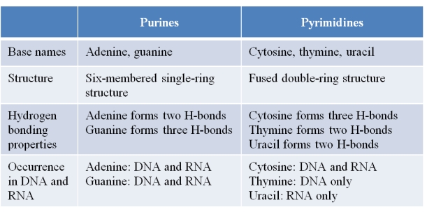 The table below was created to summarize properties of the nitrogenous bases found in DNA and RNA. Which statement best evaluates the accuracy of information presented in the table?