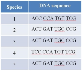 Refer to the table below, showing a portion of the DNA sequence of the same gene present in five different species. Of the pairs listed, which two species are likely to be the most distantly related through evolution?