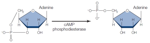 Refer to the figure below, showing the enzyme cAMP-dependent phosphodiesterase converting cAMP to AMP.Chemical compounds that inhibit this enzyme are used as drugs to stimulate heart rate in patients with weak hearts. Which biological function does the nucleotide cAMP provide in this instance?