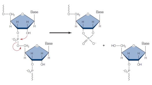 Refer to the figure below showing an RNA oligonucleotide undergoing hydrolytic breakdown into its component nucleotides. Hydrolysis occurs in DNA molecules, too, but at a rate that is 100 times slower than that in RNA.Which statement explains how this information supports the hypothesis that RNA and not DNA became the first complex molecule that assisted in the synthesis of proteins during the rise of life on Earth?