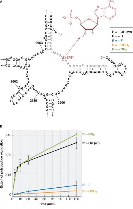 Refer to the figure below.Part A shows the structure of one of the RNA molecules in a ribosome.Part B shows how the progress of protein synthesis is affected when one of the hydroxyl groups in an adenine nucleotide (adenine 2451 in part A) in this RNA molecule is chemically altered. A ribosome functions as the site of protein synthesis in modern cells.Structurally, a ribosome is composed of several protein and RNA molecules that combine in a complex.Based on the information shown, which statement accurately provides evidence for the RNA world hypothesis of the origin of life on Earth?