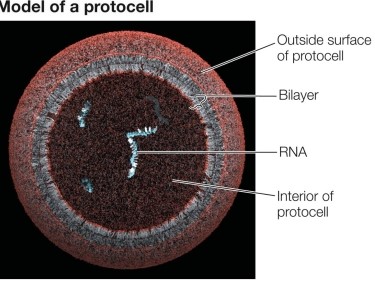 Refer to the figure below showing a cutaway view of a protocell, a structure representing a possible intermediate in the evolution of living cells from nonliving molecular building blocks. The structure of a protocell has several effects on the molecules present in its interior.One effect of the protocell structure that could have accelerated the evolution process was