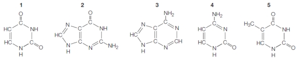 Refer to the figures below representing nitrogenous bases found in the structures of RNA and DNA. The bases that can be grouped into the pyrimidines are shown in figures _______.