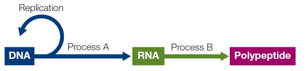 Refer to the figure below. Information transfer in a cell begins with DNA and proceeds to RNA through process A.RNA then proceeds through process B to produce polypeptides.Process A is called _______.