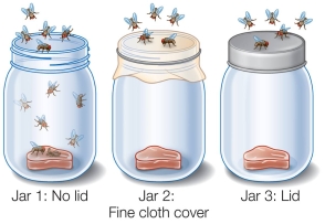 To test the idea of spontaneous generation, Francesco Redi used three jars containing meat, as represented by the figure below. Suppose Pasteur had set up jars of sterile broth in the same way that Redi set up jars of meat to show that microorganisms do not arise spontaneously.In this case, two jars would serve as the controls and jar number _______ would differ from the controls, as both air and microorganisms would be excluded from entering the environment.