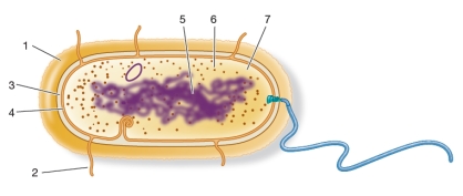 <strong>Refer to the figure below. Which letter is paired with the correct label?</strong> A) 1 = cell wall B) 2 = flagellum C) 4 = capsule D) 5 = nucleoid E) 7 = chromosome