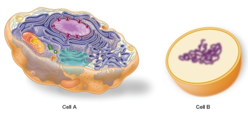 <strong>Refer to the figure below. Which statement accurately classifies the two cells and provides correct reasons for the classifications?</strong> A) Cell A and cell B are both prokaryotes, because each is surrounded by a cell membrane and DNA is located in each cell interior. B) Cell A and cell B are both eukaryotes, because ribosomes are present in each cell's cytoplasm. C) Cell A and cell B are both eukaryotes, because they have about equal amounts of DNA in their nuclei. D) Cell B is a eukaryote and cell A is a prokaryote, because cell B contains a cell wall and cell A does not. E) Cell A is a eukaryote and cell B is a prokaryote, because cell A contains membrane-bound organelles and internal membranes and cell B does not.