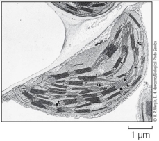 <strong>Refer to the figure below. It is said that this structure has the ability to feed the world because it</strong> A) can convert light energy into chemical energy, thereby providing energy in a form that is usable by its host organism and any organisms that consume it. B) helps all organisms, both eukaryotic and prokaryotic, convert food particles into energy for cellular function. C) can travel from cell to cell and break down food particles into simple molecules, thus feeding the entire organism. D) is capable through cellular respiration of making ATP, an energy-rich molecule needed by all organisms. E) helps cells engulf and digest food particles from which energy can be made and supplied to the host organism and any organisms that consume it.