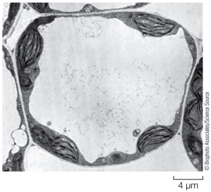 <strong>Refer to the diagram of a cell below. Based on the presence of the large structure occupying most of the cell, the cell can be classified as a(n) _______ cell.</strong> A) bacterial B) plant C) animal D) archaeal E) human
