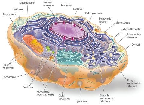<strong>Refer to the diagram of an animal cell below. Which statement about the diagram is correct?</strong> A) The diagram is accurate as shown. B) The diagram is inaccurate because it shows the presence of amyloplasts, which are found only in plant cells. C) The diagram is inaccurate because it shows the presence of a peroxisome, which is found only in plant cells. D) The diagram is inaccurate because it lacks a vacuole, a structure found in all animal cells. E) The diagram is inaccurate because it lacks a glyoxysome, a structure found in both animal and plant cells.