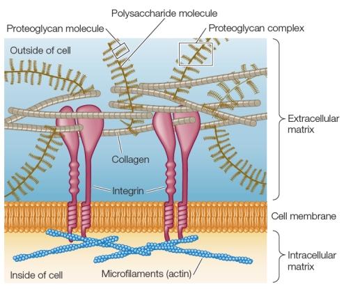 Refer to the figure below.   Which word identifies the functional role of the extracellular matrix in the figure?