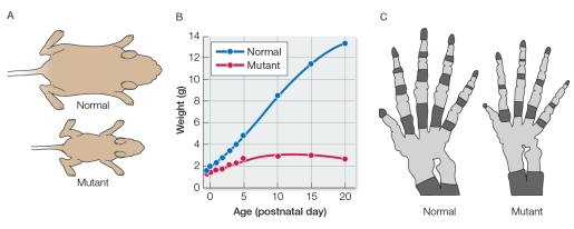 Biologists hypothesize that the protein collagen is both a structural ingredient in bone and a stimulating molecule that induces immature bone cells to develop and produce other ingredients for bone growth.To test this hypothesis, two groups of mice were studied from birth to adulthood.One mouse group was normal, while the other carried a mutation in a gene that controls the synthesis of type I collagen.Panel A in the figure below compares the sizes of the mice in the two groups, and panel B compares their weights.Panel C compares the skeletal features of the two groups, with dark gray representing bone and light gray representing cartilage.   Which statement can be made about the nature of the mutation in the experimental group?