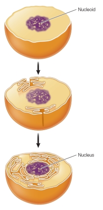 Refer to the figure below. Which statement describes the process depicted in the figure?