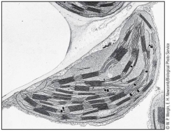 Refer to the figure below. The organelle shown in this figure is a _______.